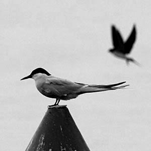 L&rsquo;île aux oiseaux